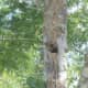 Female Pileated Woodpecker looking out of nest