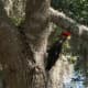 Male Pileated Woodpecker in my Camphor tree