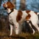 The Brittany is a hunting dog that is also cuddly. This breed makes for a great companion on walks.