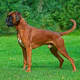 Boxers can be very strong but are often easy to manage.