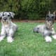 Standard Schnauzers are farm dogs and calm when out for a walk.