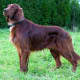 Irish Setters are tall but not too heavy, so they are easy to walk.