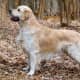 Golden Retrievers are usually great dogs, but since they are large and strong, they generally require obedience training.