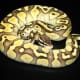 Butter Pastel ball python