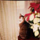 Fortunately, my parent's cat showed no interest in the lovely poinsettias, but it's risky.