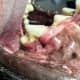 This stick penetrated the maxillary carnasial tooth's roots beneath the gum line. Although the tooth looks healthy and intact on the outside...