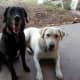 It is much harder for dogs to cool off (from panting) when the humidity is high.
