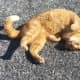 Be wary of hot asphalt during the summer months