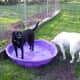 summer-pet-safety-tips