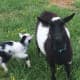 Oreo was raised by his mom and he is very sassy but sweet and enjoys human company as much as other goats.