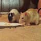 By sharing delicious tuna, Patches and Gadget bonded in familiar territory.
