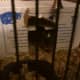 We put Gadget - the newcomer - in a temporary cage while she bonded with Patches.