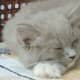 ragdoll-cats3