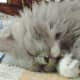 ragdoll-cats3