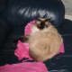 Like most cats, Lucy loves tissue paper!