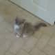ragdoll-cats3