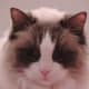 ragdoll-cats3