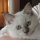 ragdoll-cats3
