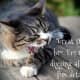 (Cats: Their Body Language Says It All.) Great story, bro. I'm totally diggin' all those fun details.