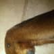 Black mole on dog leg