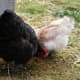 Start with a Silkie and then add other larger hens. We have many varieties of chickens on our small farm.