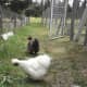 Two of my Silkies. One white hen with a rooster. They won't be kept in the new chicken run because they cause no damage to our gardens and we simply lock them up in their own little house at night.