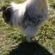 Silkie rooster.
