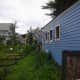 The other side of the coop, where our community gardens are planted. We give them free range time to pick the insect pests out.