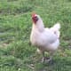 "Ugly Betty" is 7 years old and still laying four eggs per week.