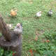The humble chicken makes a lovely pet.