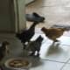 Chickens in the kitchen