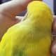 Notice the new feather roots on Mumu's head and back.