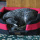 Titan sleeping like a baby.