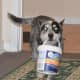 Titan loved his yogurt and did many jobs for us like getting the mail and helping with the shopping.