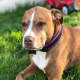 why-pitbulls-are-the-worst-dogs-to-have