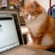 Geek cat monitors his human's internet use.