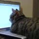 Single Tabby Tom, recently altered, Still enjoys to sing out loud. Seeks lovely lady friend for mutual grooming, affection and quiet evenings in. Looks unimportant.