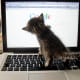 Kitten tries to google herself.
