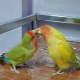 my-lovebird-lost-his-mate