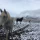 how-becoming-a-horse-wrangler-helped-my-horsemanship