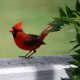 Male cardinal, Ohio State Bird