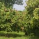 lychee trees