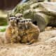 Guess who's the odd man out? Meerkats seek safety in numbers of up to 40 animals at a time, nestled in underground burrows. Meerkats are related to the mongoose.