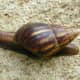 African giant snail
