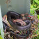 Snakes find our terminals comfortable