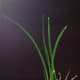 Green onions are so easy! Stick them in some good soil and place them by a window - they will soar!