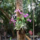 I enjoy Orchids in my mom's garden.