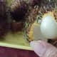 Rambutan