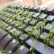 Plant some alfalfa in a keyboard while a coworker is on vacation.