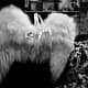 Wings in a storefront for sale -- guardian angel not included.